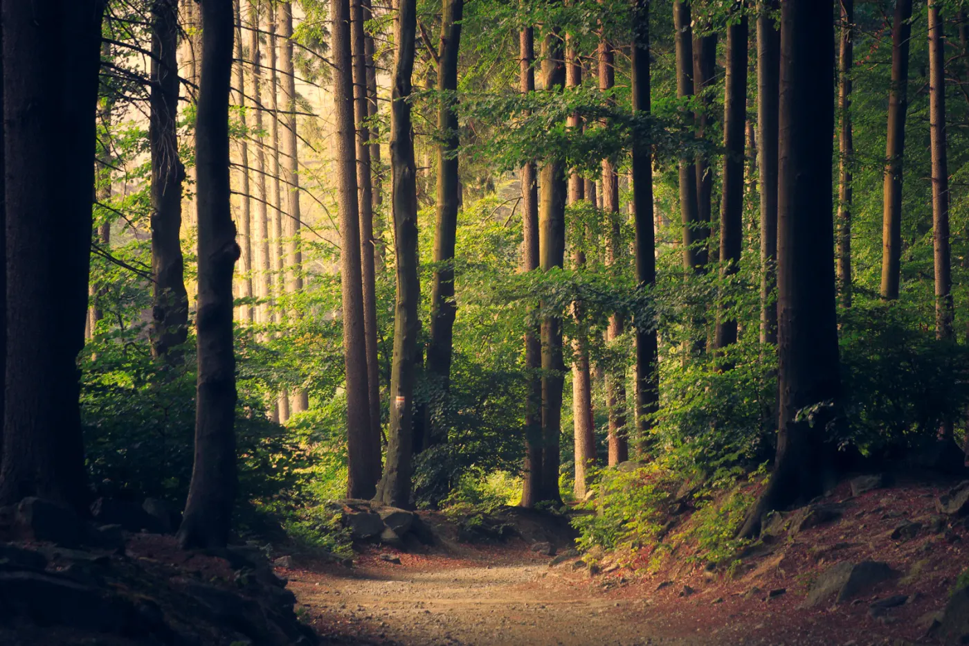 A gravel path winding through tall sunlit forest